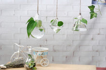 Glass Hanging Terrariums