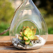 Waterdrop Hanging Micro Landscape Terrarium