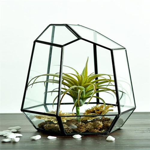 Glass Succulents Terrarium